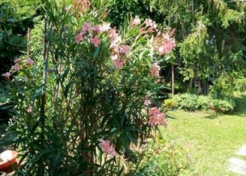Giardino - Villa via Canalazzo, San Giovanni in Persiceto - foto 25