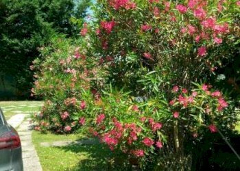 Giardino - Villa via Canalazzo, San Giovanni in Persiceto - foto 27