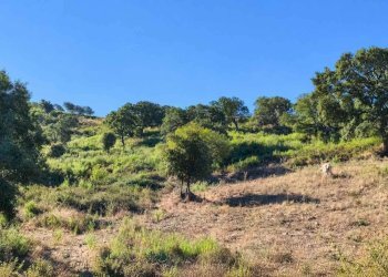 Terreno edificabile Aggius - foto 4