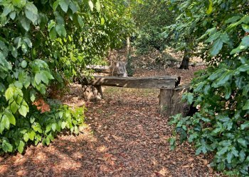 Foto 42 - Villa casteldelmonte, Acquasparta - photo 42