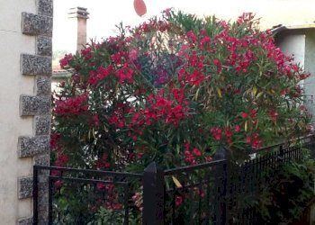 Giardino - Casa semi indipendente via Canale Aiola
 
7, Fivizzano - foto 6