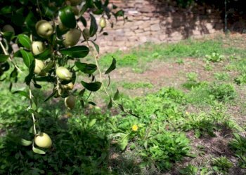 ESTERNO - Casa indipendente via di Anchiano, Vinci - foto 12