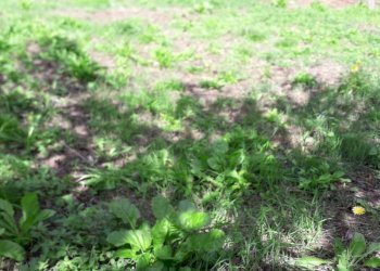 orto - Independent house via di Anchiano, Vinci - photo 19