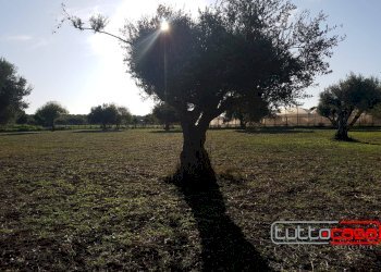 Agricultural land C.DA GERRANTINI, Scicli - photo 4