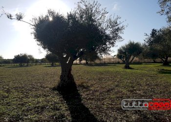 Agricultural land C.DA GERRANTINI, Scicli - photo 7