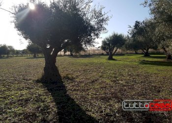 Agricultural land C.DA GERRANTINI, Scicli - photo 8