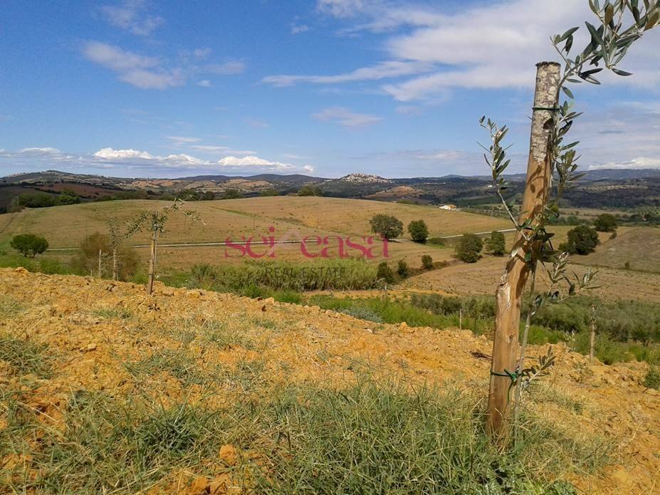 Agricultural land Magliano in Toscana - photo 2