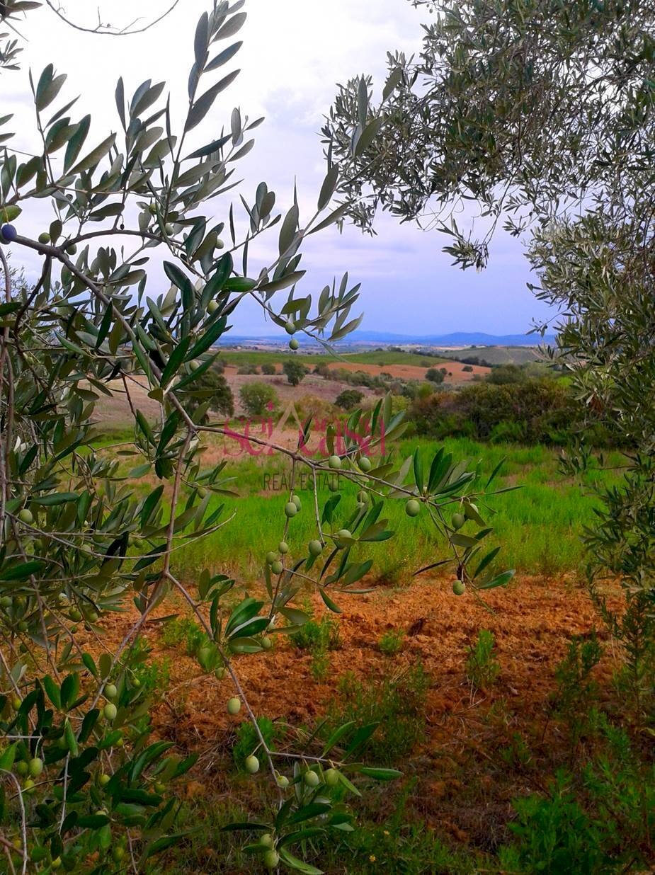 Agricultural land Magliano in Toscana - photo 3