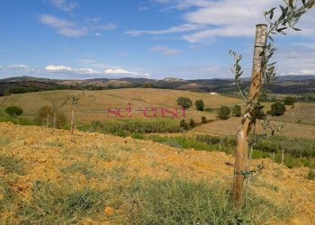Terreno agricolo Magliano in Toscana - foto 2