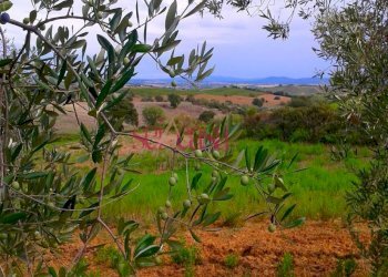 Terreno agricolo Magliano in Toscana - foto 3