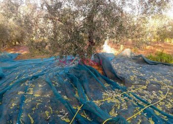 Terreno agricolo Magliano in Toscana - foto 6
