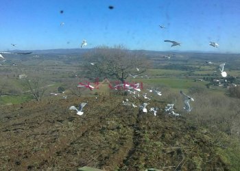 Terreno agricolo Magliano in Toscana - foto 7