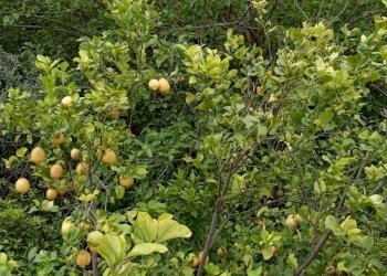 Agriturismo C.DA FIUMELATO, Scicli - foto 7