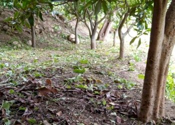 Agriturismo C.DA FIUMELATO, Scicli - foto 13