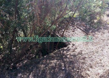 Terreno agricolo Savona (zona Santuario) - foto 3