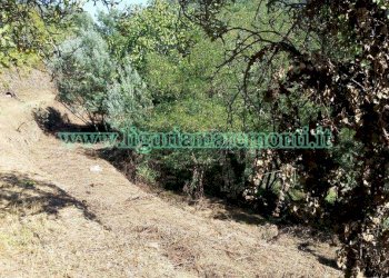 Terreno agricolo Savona (zona Santuario) - foto 5