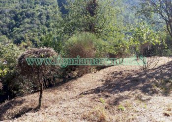 Terreno agricolo Savona (zona Santuario) - foto 6