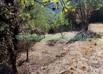Terreno agricolo Savona (zona Santuario) - foto 7