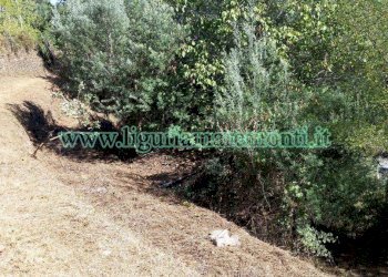 Terreno agricolo Savona (zona Santuario) - foto 12