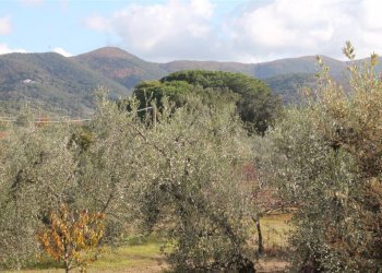 Quadrilocale Località Cerreta 67, Castagneto Carducci - foto 10