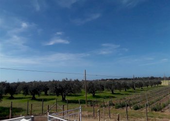 Quadrilocale Localita' le Bozze, Castagneto Carducci - foto 13