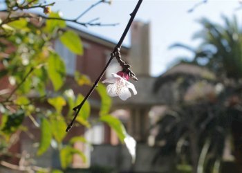 Trilocale Via Boris Giuliano 36, Castagneto Carducci - foto 23