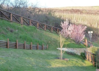 Rustico San Martino Alfieri - foto 23