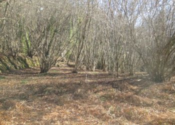 Rustico Lumarzo - foto 6