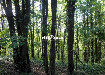 Terreno agricolo Cavagnolo - foto 7