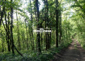 Terreno agricolo Cavagnolo - foto 8