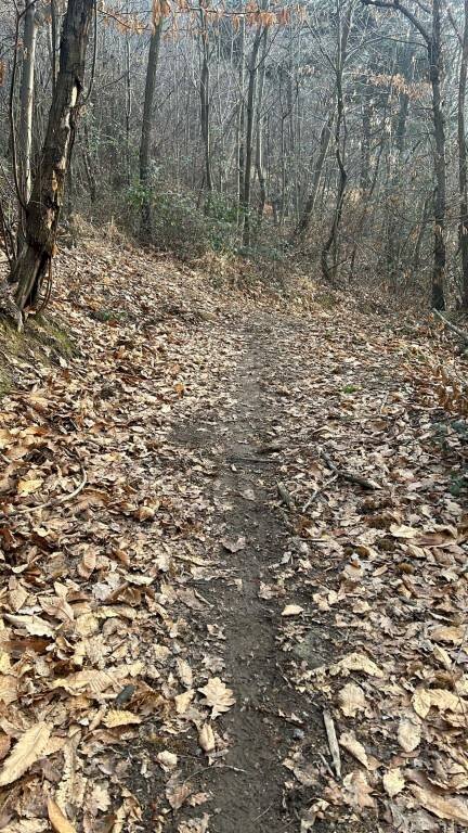 Agricultural land Cantalupa - photo 2