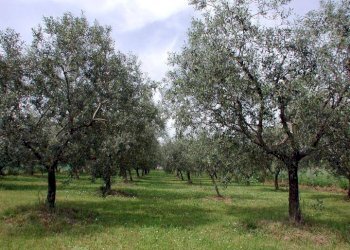 Terreno agricolo -, Vetralla - foto 1