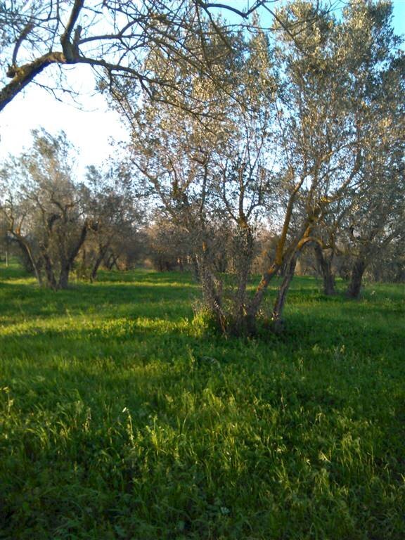 Rustico -, Vetralla - foto 2