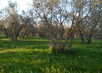 Rustico -, Vetralla - foto 2