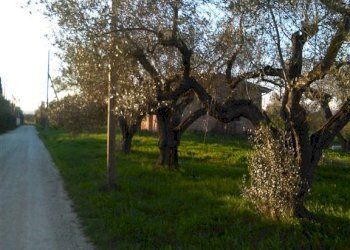 Rustico -, Vetralla - foto 3