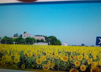 Agriturismo -, Grosseto - foto 9