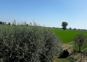 Appartamento Parma - foto 9