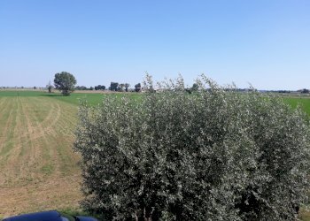 Appartamento Parma - foto 12