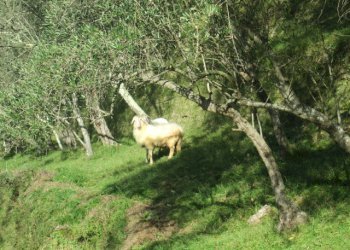 Independent house Borzonasca - photo 11