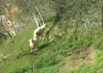 Independent house Borzonasca - photo 46
