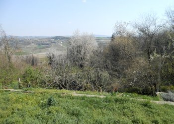 giardino - Appartamento in Villa Castelnuovo Don Bosco - foto 3