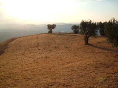 Terreno agricolo strada provinciale, Controguerra - foto 3