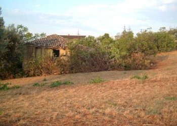 Terreno agricolo strada provinciale, Controguerra - foto 1