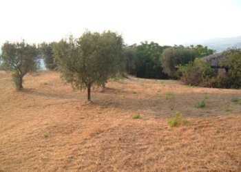 Terreno agricolo strada provinciale, Controguerra - foto 4