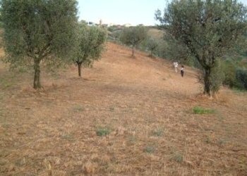 Terreno agricolo strada provinciale, Controguerra - foto 5