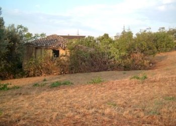 Terreno agricolo strada provinciale, Controguerra - foto 6