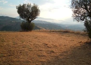 Terreno agricolo strada provinciale, Controguerra - foto 7