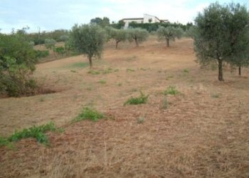 Terreno agricolo strada provinciale, Controguerra - foto 9