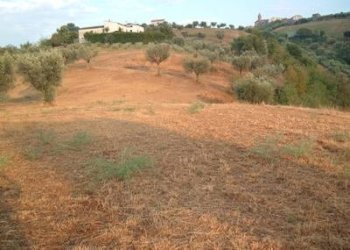 Terreno agricolo strada provinciale, Controguerra - foto 11