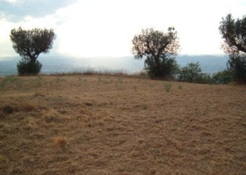 Terreno agricolo strada provinciale, Controguerra - foto 12